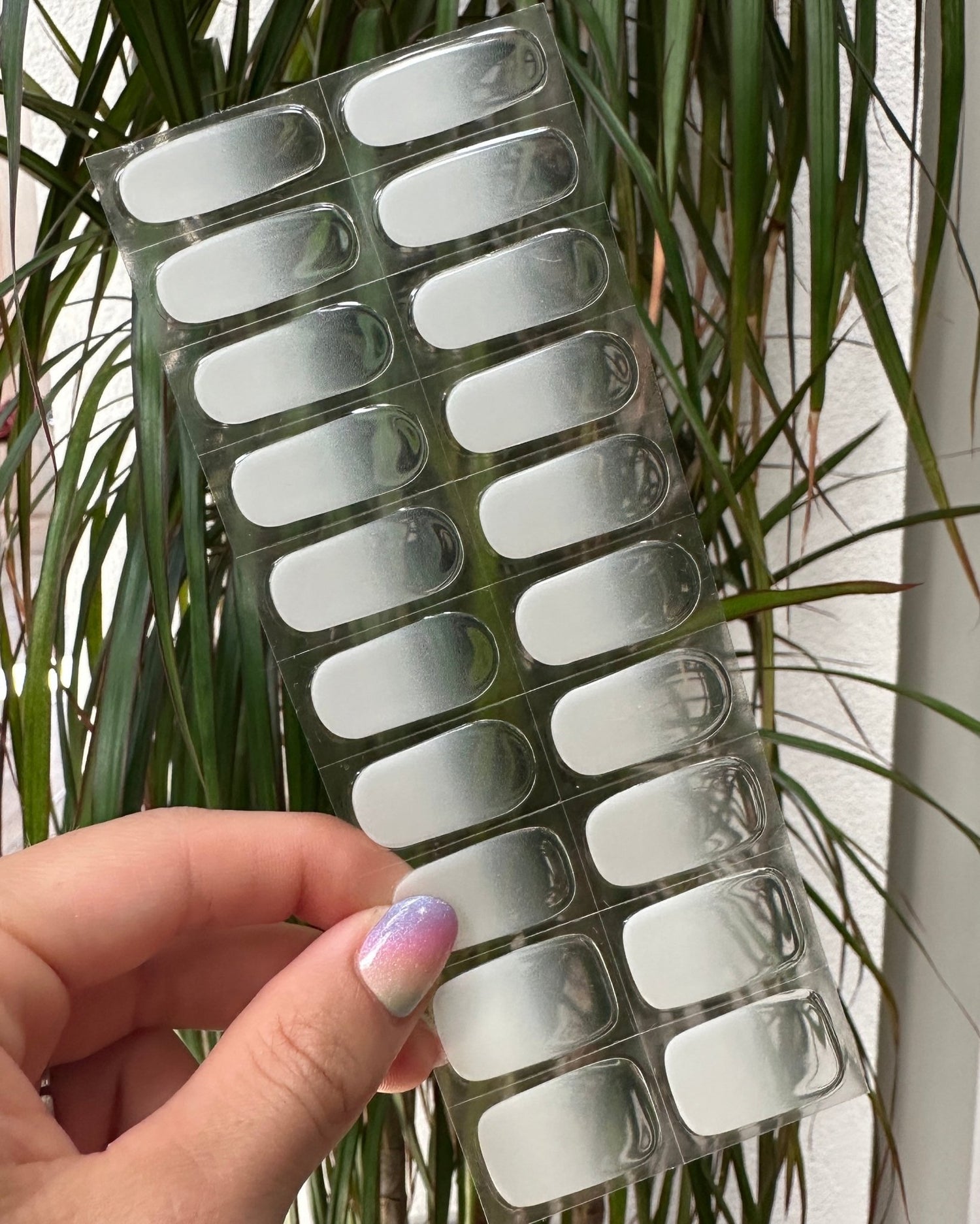 Délicate - Oprah Studio