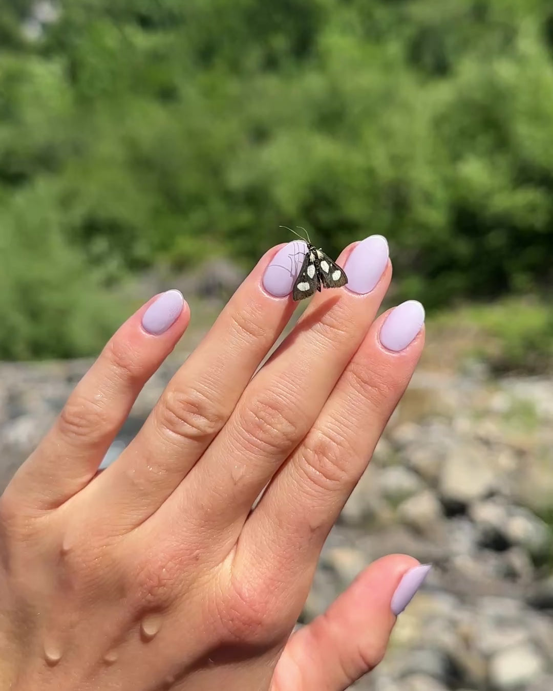 Bellini - Couleur unie